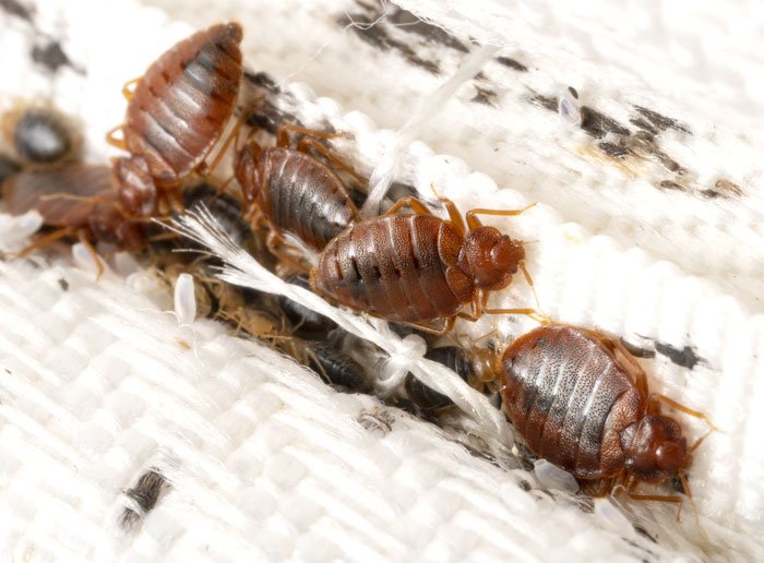 bedbug control