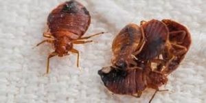 bedbug control
