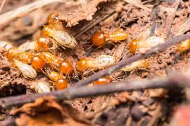 termite control