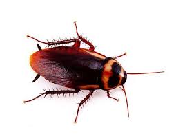 cockroach control